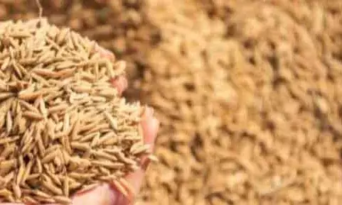 സംസ്ഥാനത്ത് നെല്ലുസംഭരണം തിങ്കളാഴ്ച മുതല്‍ പൂര്‍ണ്ണ തോതിലാകുമെന്ന പ്രതീക്ഷയില്‍ സര്‍ക്കാര്‍; മില്ലുടമകള്‍ സഹകരിച്ചില്ലെങ്കില് നേരിട്ട് ഏറ്റെടുക്കും