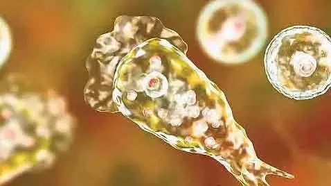 ആശങ്കയിലാഴ്ത്തി വീണ്ടും അമീബിക് മസ്തിഷ്ക ജ്വരം; ഇത്തവണ സ്ഥിരീകരിച്ചത് കൊച്ചിയില്; ഇടപ്പള്ളിയില് താമസമാക്കിയ ലക്ഷദ്വീപ് സ്വദേശി ചികില്സയില് ആശങ്കയിലാഴ്ത്തി വീണ്ടും അമീബിക് മസ്തിഷ്ക ജ്വരം; ഇത്തവണ സ്ഥിരീകരിച്ചത് കൊച്ചിയില്; ഇടപ്പള്ളിയില് താമസമാക്കിയ ലക്ഷദ്വീപ് സ്വദേശി ചികില്സയില്