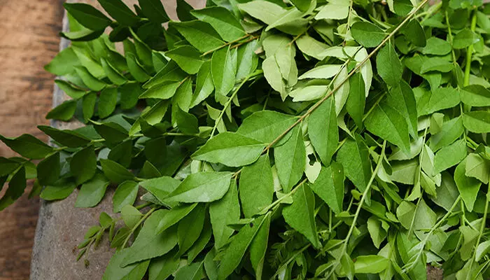 നിങ്ങൾക്ക് വീട്ടിൽ കറിവേപ്പില വളർത്താൻ ആഗ്രഹമുണ്ടോ?; എങ്കിൽ നിർബന്ധമായും ശ്രദ്ധിക്കേണ്ട കാര്യങ്ങൾ ഇതൊക്കെയാണ്; അറിയാം... നിങ്ങൾക്ക് വീട്ടിൽ കറിവേപ്പില വളർത്താൻ ആഗ്രഹമുണ്ടോ?; എങ്കിൽ നിർബന്ധമായും ശ്രദ്ധിക്കേണ്ട കാര്യങ്ങൾ ഇതൊക്കെയാണ്; അറിയാം...