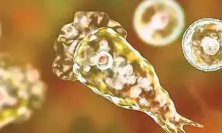 ആശങ്കയിലാഴ്ത്തി വീണ്ടും അമീബിക് മസ്തിഷ്‌ക ജ്വരം; ഇത്തവണ സ്ഥിരീകരിച്ചത് കൊച്ചിയില്‍; ഇടപ്പള്ളിയില്‍ താമസമാക്കിയ ലക്ഷദ്വീപ് സ്വദേശി ചികില്‍സയില്‍