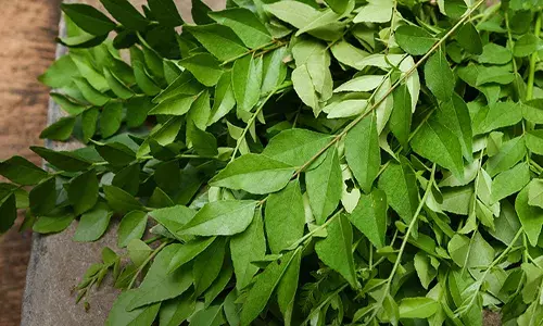 നിങ്ങൾക്ക് വീട്ടിൽ കറിവേപ്പില വളർത്താൻ ആഗ്രഹമുണ്ടോ?; എങ്കിൽ നിർബന്ധമായും ശ്രദ്ധിക്കേണ്ട കാര്യങ്ങൾ ഇതൊക്കെയാണ്; അറിയാം...