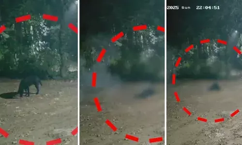 കാട്ടുപന്നിയെ പിടിക്കാൻ വെച്ച പന്നിപ്പടക്കം കടിച്ചെടുത്തു; പടക്കം പൊട്ടിത്തെറിച്ച് നായയുടെ തല തകർന്നു; സംഭവം കൊല്ലത്ത്