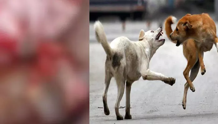 കയ്യിലെ മാംസം പുറത്തുവരുന്ന രീതിയിൽ കടിച്ചുപറിച്ചു; നിലവിളി കേട്ട് നാട്ടുകാർ ഓടിയെത്തി; വടക്കഞ്ചേരിയിൽ കിടപ്പുരോഗിയായ വീട്ടമ്മയെ ആക്രമിച്ച തെരുവ് നായക്ക് പേവിഷബാധ സ്ഥിരീകരിച്ചു
