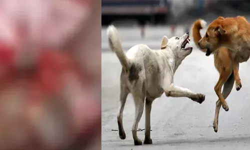 കയ്യിലെ മാംസം പുറത്തുവരുന്ന രീതിയിൽ കടിച്ചുപറിച്ചു; നിലവിളി കേട്ട് നാട്ടുകാർ ഓടിയെത്തി; വടക്കഞ്ചേരിയിൽ കിടപ്പുരോഗിയായ വീട്ടമ്മയെ ആക്രമിച്ച തെരുവ് നായക്ക് പേവിഷബാധ സ്ഥിരീകരിച്ചു