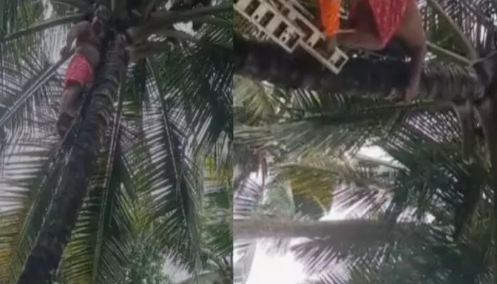 ഓലമടൽ വെട്ടിയിടുന്നതിനിടെ തെങ്ങ് ചതിച്ചു; മുകളിൽ കുടുങ്ങി കിടന്നത് അരമണിക്കൂര്; ഒടുവിൽ തൊഴിലാളിക്ക് രക്ഷകരായി അഗ്നിരക്ഷാ സേന ഓലമടൽ വെട്ടിയിടുന്നതിനിടെ തെങ്ങ് ചതിച്ചു; മുകളിൽ കുടുങ്ങി കിടന്നത് അരമണിക്കൂര്; ഒടുവിൽ തൊഴിലാളിക്ക് രക്ഷകരായി അഗ്നിരക്ഷാ സേന