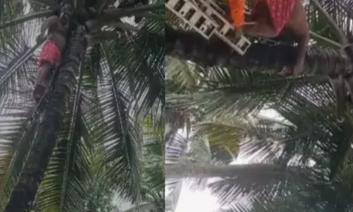 ഓലമടൽ വെട്ടിയിടുന്നതിനിടെ തെങ്ങ് ചതിച്ചു; മുകളിൽ കുടുങ്ങി കിടന്നത് അരമണിക്കൂര്‍; ഒടുവിൽ തൊഴിലാളിക്ക് രക്ഷകരായി അഗ്നിരക്ഷാ സേന