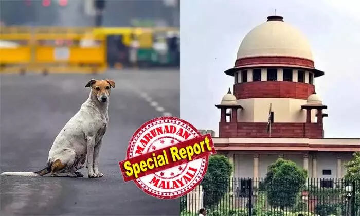 പൊതുയിടങ്ങളില് നിന്നും തെരുവ് നായ്ക്കളെ നീക്കണം; പരിശോധനക്കായി പട്രോളിങ് സംഘത്തെ നിയോഗിക്കണം; വിദ്യാഭ്യാസ സ്ഥാപനങ്ങള് അടക്കം നായ്ക്കള് കയറാതിരിക്കാന് നടപടികള് ഉണ്ടാകണം; പിടികൂടുന്ന തെരുവ് നായ്ക്കളെ ഷെല്ട്ടര് ഫോമുകളിലേക്ക് മാറ്റി വന്ധ്യകരിക്കണം; സുപ്രധാന ഉത്തരവുമായി സുപ്രീം കോടതി പൊതുയിടങ്ങളില് നിന്നും തെരുവ് നായ്ക്കളെ നീക്കണം; പരിശോധനക്കായി പട്രോളിങ് സംഘത്തെ നിയോഗിക്കണം; വിദ്യാഭ്യാസ സ്ഥാപനങ്ങള് അടക്കം നായ്ക്കള് കയറാതിരിക്കാന് നടപടികള് ഉണ്ടാകണം; പിടികൂടുന്ന തെരുവ് നായ്ക്കളെ ഷെല്ട്ടര് ഫോമുകളിലേക്ക് മാറ്റി വന്ധ്യകരിക്കണം; സുപ്രധാന ഉത്തരവുമായി സുപ്രീം കോടതി