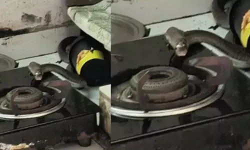 രാവിലെ അടുക്കളയിൽ ഭയപ്പെടുത്തുന്ന കാഴ്ച; ​ഗ്യാസ് സ്റ്റൗവിന് മുകളിൽ വാ തുറന്നുപിടിച്ചിരിക്കുന്ന രീതിയിൽ കൂറ്റൻ അതിഥി; കടി കിട്ടാതെ വീട്ടുകാർ രക്ഷപ്പെട്ടത് ഭാഗ്യം കൊണ്ട്