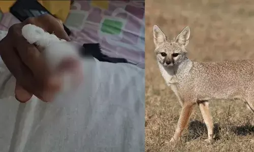 വടകരയില്‍ കുറുനരി യുവാവിന്റെ കൈവിരല്‍ കടിച്ചെടുത്തു; ആറ് വയസുകാരിയടക്കം മൂന്ന് പേര്‍ക്ക് പരിക്ക്