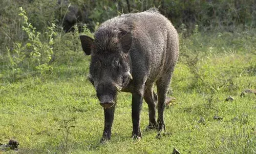 കാട്ടുപന്നി കുറുകെ ചാടി അപകടം; സ്‌കൂട്ടർ യാത്രികന് ഗുരുതര പരിക്ക്; ആശുപത്രിയിൽ പ്രവേശിപ്പിച്ചു; സംഭവം നീലേശ്വരത്ത്