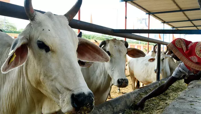 വീട്ടമ്മ പശുവിനെ കശാപ്പുകാർക്ക് വിറ്റെന്ന് ആരോപണം; കാര്യം അറിഞ്ഞെത്തിയ പോലീസ് ചെയ്തത്; മിനിറ്റുകൾക്കകം പണി കൊടുത്ത് അസി. കമ്മീഷണർ