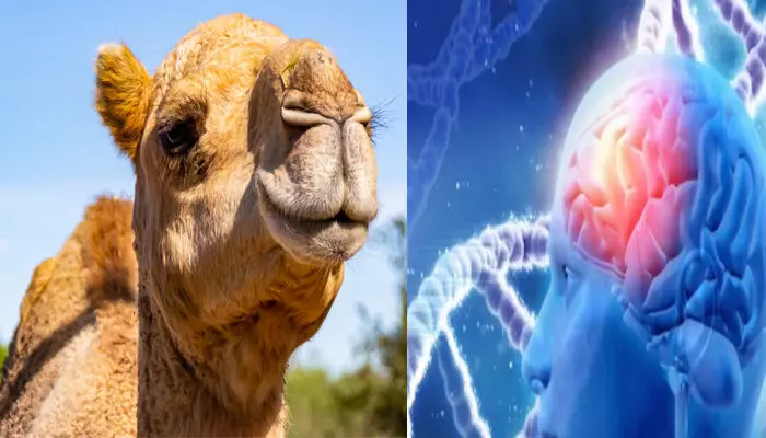 ഇനി ഒട്ടകം വിചാരിച്ചാൽ അൽഷിമേഴ്‌സ് രോഗം മാറും; ലോകത്തിന് വെളിച്ചമായി ഞെട്ടിപ്പിക്കുന്ന കണ്ടെത്തലുമായി ഗവേഷകർ; ഗുണത്തിൽ കേമൻ; അറിയാം ചിലത്