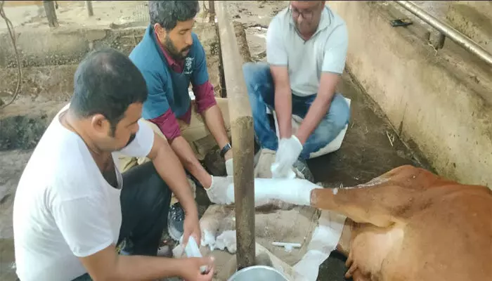 ശബരിമല സന്നിധാനത്തെ കറവപ്പശുവിന്റെ കാല്‍ക്കുഴയില്‍ പൊട്ടല്‍; പ്ലാസ്റ്റര്‍ ഇട്ടു ചികില്‍സ നല്‍കി വെറ്ററിനറി ഡോക്ടര്‍മാരുടെ സംഘം