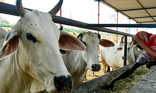 വീട്ടമ്മ പശുവിനെ കശാപ്പുകാർക്ക് വിറ്റെന്ന് ആരോപണം; കാര്യം അറിഞ്ഞെത്തിയ പോലീസ് ചെയ്തത്; മിനിറ്റുകൾക്കകം പണി കൊടുത്ത് അസി. കമ്മീഷണർ