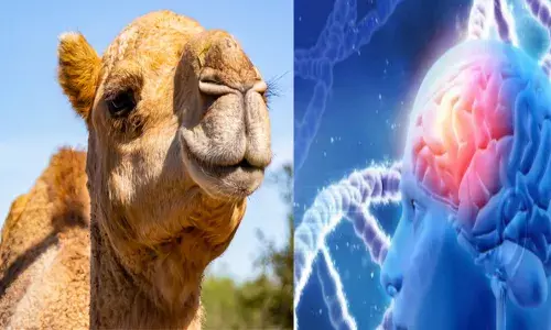 ഇനി ഒട്ടകം വിചാരിച്ചാൽ അൽഷിമേഴ്‌സ് രോഗം മാറും; ലോകത്തിന് വെളിച്ചമായി ഞെട്ടിപ്പിക്കുന്ന കണ്ടെത്തലുമായി ഗവേഷകർ; ഗുണത്തിൽ കേമൻ; അറിയാം ചിലത്