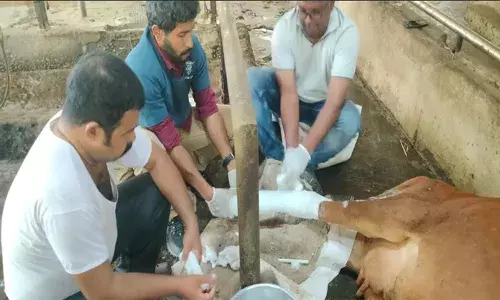 ശബരിമല സന്നിധാനത്തെ കറവപ്പശുവിന്റെ കാല്‍ക്കുഴയില്‍ പൊട്ടല്‍; പ്ലാസ്റ്റര്‍ ഇട്ടു ചികില്‍സ നല്‍കി വെറ്ററിനറി ഡോക്ടര്‍മാരുടെ സംഘം