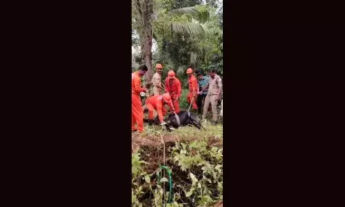 പത്തനംതിട്ട കടമ്മനിട്ടയില്‍ ആള്‍മറയില്ലാത്ത കിണറ്റില്‍ പശു വീണു; അമ്പതടി താഴ്ചയില്‍ നിന്ന് രക്ഷിച്ച് അഗ്‌നിരക്ഷാസേന ഉദ്യോഗസ്ഥര്‍