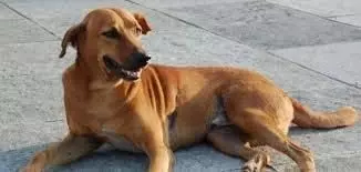 തിരുവനന്തപുരം മ്യൂസിയം വളപ്പില്‍ പ്രഭാത നടത്തത്തിനിടെ അഞ്ചു പേരെ കടിച്ച തെരുവ്‌നായക്ക് പേവിഷബാധ സ്ഥിരീകരിച്ചു; പരിക്കേറ്റവര്‍ ആന്റി റാബിസ് വാക്സിന്‍ സ്വീകരിച്ചു