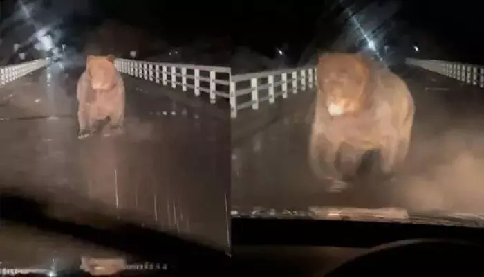 അപ്രതീക്ഷിതമായി വാഹനത്തിന് മുന്നിലെത്തിയത് കരടി; പാഞ്ഞടുക്കുന്ന കാഴ്ച കണ്ട് കാർ പിന്നോട്ടെടുത്തു; യുവാവ് രക്ഷപ്പെട്ടത് തലനാരിഴയ്ക്ക്