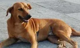 തിരുവനന്തപുരം മ്യൂസിയം വളപ്പില്‍ പ്രഭാത നടത്തത്തിനിടെ അഞ്ചു പേരെ കടിച്ച തെരുവ്‌നായക്ക് പേവിഷബാധ സ്ഥിരീകരിച്ചു; പരിക്കേറ്റവര്‍ ആന്റി റാബിസ് വാക്സിന്‍ സ്വീകരിച്ചു