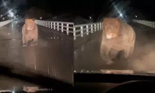 അപ്രതീക്ഷിതമായി വാഹനത്തിന് മുന്നിലെത്തിയത് കരടി; പാഞ്ഞടുക്കുന്ന കാഴ്ച കണ്ട് കാർ പിന്നോട്ടെടുത്തു; യുവാവ് രക്ഷപ്പെട്ടത് തലനാരിഴയ്ക്ക്