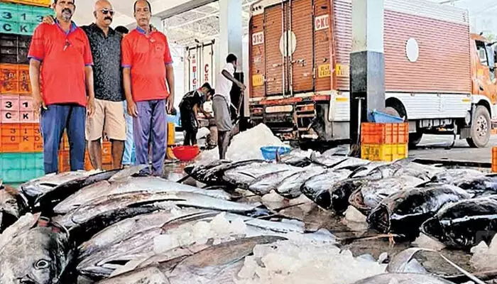 ചേറ്റുവ ഹാര്‍ബറില്‍ റെക്കോര്‍ഡിട്ട് കേര വില്‍പ്പന; ഒറ്റ ദിവസം കൊണ്ട് വിറ്റുപോയത് 25 ലക്ഷം രൂപ വില വരുന്ന കേര മീനുകള്‍