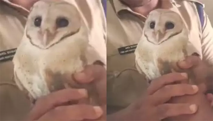 കരച്ചിൽ കേട്ട് ആളുകൾ ഓടിക്കൂടി; പരിശോധനയിൽ കണ്ടത് ഗ്ലാസ് പാളികൾക്കിടയിൽ കുടുങ്ങിയ വെള്ളിമൂങ്ങയെ; രക്ഷിച്ച് അഗ്നിരക്ഷാസേന