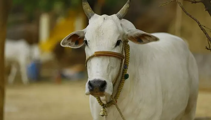 ഇനി ഇവരെ കൊല്ലാൻ തുനിയുന്നവർ ഒന്ന് ആലോചിക്കണം..!!; പശു കശാപ്പ് കേസിലെ ആ അപൂർവ വിധിയെ വാനോളം പുകഴ്ത്തി ​ഗുജറാത്ത് സർക്കാർ