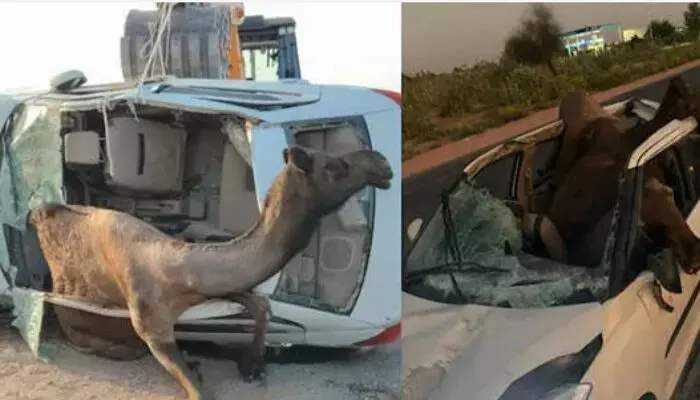 ഓടിക്കൊണ്ടിരുന്ന കാർ ഒട്ടകവുമായി കൂട്ടിയിടിച്ച് അപകടം; വണ്ടിയിലേക്ക് തുളഞ്ഞുകയറി ആ മിണ്ടപ്രാണി; ഡ്രൈവർക്ക് ഗുരുതര പരിക്ക്