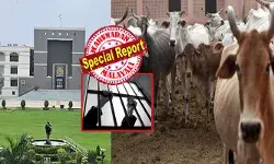 മേലാൽ ഇത് ആവർത്തിക്കരുത്..!!; പശുവിനെ കൊലപ്പെടുത്തിയ കേസിൽ മൂന്നുപേരെ ജീവപര്യന്തം തടവുശിക്ഷയ്ക്ക് വിധിച്ച് അഹമ്മദാബാദ് കോടതി; അവർ അറിഞ്ഞ് കൊണ്ട് ചെയ്തതെന്ന് ജഡ്ജി; അതിവിചിത്ര ഉത്തരവിൽ തല പുകഞ്ഞ് ആളുകൾ; പ്രതികൾ ഇനി അഴിയെണ്ണണം