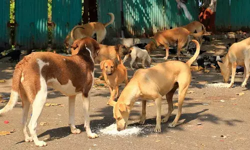 ഭാര്യയുടെ തെരുവുനായ സ്‌നേഹം സമ്മര്‍ദത്തിനും ഉദ്ദാരണക്കുറവിനും കാരണമായി; വിവാഹ മോചനം ആവശ്യപ്പെട്ട് ഭര്‍ത്താവ് കോടതിയില്‍: 15 ലക്ഷം രൂപ ജീവനാംശം നല്‍കാമെന്നും യുവാവ്