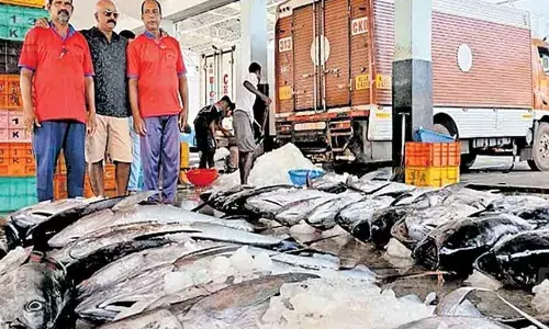 ചേറ്റുവ ഹാര്‍ബറില്‍ റെക്കോര്‍ഡിട്ട് കേര വില്‍പ്പന; ഒറ്റ ദിവസം കൊണ്ട് വിറ്റുപോയത് 25 ലക്ഷം രൂപ വില വരുന്ന കേര മീനുകള്‍