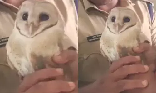 കരച്ചിൽ കേട്ട് ആളുകൾ ഓടിക്കൂടി; പരിശോധനയിൽ കണ്ടത് ഗ്ലാസ് പാളികൾക്കിടയിൽ കുടുങ്ങിയ വെള്ളിമൂങ്ങയെ; രക്ഷിച്ച് അഗ്നിരക്ഷാസേന