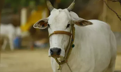 ഇനി ഇവരെ കൊല്ലാൻ തുനിയുന്നവർ ഒന്ന് ആലോചിക്കണം..!!; പശു കശാപ്പ് കേസിലെ ആ അപൂർവ വിധിയെ വാനോളം പുകഴ്ത്തി ​ഗുജറാത്ത് സർക്കാർ