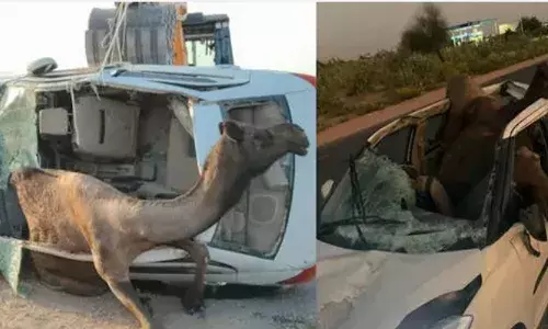 ഓടിക്കൊണ്ടിരുന്ന കാർ ഒട്ടകവുമായി കൂട്ടിയിടിച്ച് അപകടം; വണ്ടിയിലേക്ക് തുളഞ്ഞുകയറി ആ മിണ്ടപ്രാണി; ഡ്രൈവർക്ക് ഗുരുതര പരിക്ക്