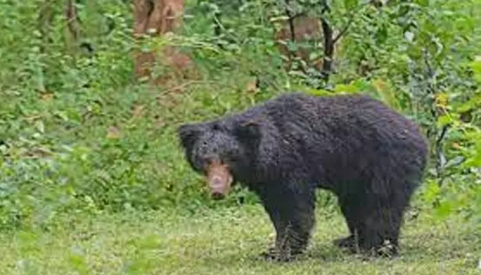 തേയിലനുള്ളാനെത്തിയ 60കാരിക്കു നേരെ കരടിയുടെ ആക്രമണം; കൈക്കും കാലിനും പരിക്കേറ്റ സ്ത്രീ ആശുപത്രിയില് തേയിലനുള്ളാനെത്തിയ 60കാരിക്കു നേരെ കരടിയുടെ ആക്രമണം; കൈക്കും കാലിനും പരിക്കേറ്റ സ്ത്രീ ആശുപത്രിയില്
