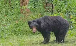 തേയിലനുള്ളാനെത്തിയ 60കാരിക്കു നേരെ കരടിയുടെ ആക്രമണം; കൈക്കും കാലിനും പരിക്കേറ്റ സ്ത്രീ ആശുപത്രിയില് തേയിലനുള്ളാനെത്തിയ 60കാരിക്കു നേരെ കരടിയുടെ ആക്രമണം; കൈക്കും കാലിനും പരിക്കേറ്റ സ്ത്രീ ആശുപത്രിയില്