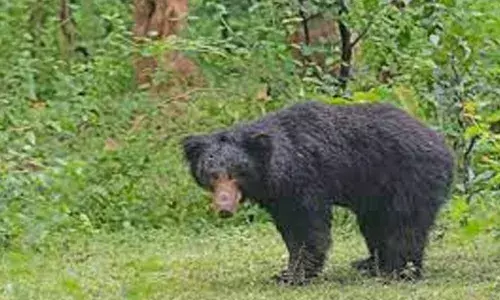 തേയിലനുള്ളാനെത്തിയ 60കാരിക്കു നേരെ കരടിയുടെ ആക്രമണം; കൈക്കും കാലിനും പരിക്കേറ്റ സ്ത്രീ ആശുപത്രിയില്‍