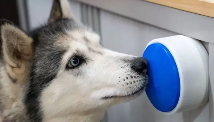 വീട്ടില് തനിച്ചായാലും വളര്ത്തുമൃഗങ്ങള്ക്ക് ബോറടിക്കില്ല; വീട്ടിലെ ഉപകരണങ്ങള് സ്വയം നിയന്ത്രിക്കാന് ബട്ടണ്; മൃഗസ്നേഹികള്ക്ക് ആശ്വാസം വീട്ടില് തനിച്ചായാലും വളര്ത്തുമൃഗങ്ങള്ക്ക് ബോറടിക്കില്ല; വീട്ടിലെ ഉപകരണങ്ങള് സ്വയം നിയന്ത്രിക്കാന് ബട്ടണ്; മൃഗസ്നേഹികള്ക്ക് ആശ്വാസം