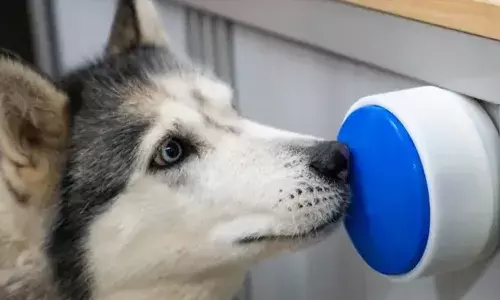 വീട്ടില് തനിച്ചായാലും വളര്ത്തുമൃഗങ്ങള്ക്ക് ബോറടിക്കില്ല; വീട്ടിലെ ഉപകരണങ്ങള് സ്വയം നിയന്ത്രിക്കാന് ബട്ടണ്; മൃഗസ്നേഹികള്ക്ക് ആശ്വാസം വീട്ടില് തനിച്ചായാലും വളര്ത്തുമൃഗങ്ങള്ക്ക് ബോറടിക്കില്ല; വീട്ടിലെ ഉപകരണങ്ങള് സ്വയം നിയന്ത്രിക്കാന് ബട്ടണ്; മൃഗസ്നേഹികള്ക്ക് ആശ്വാസം