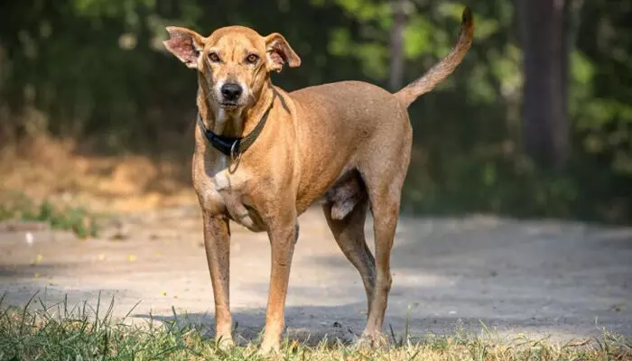 സ്വകാര്യ ആശുപത്രികളില്‍ സൗജന്യ അടിയന്തര ചികിത്സ; നിയമ ഭേദഗതിയുമായി കര്‍ണാടക സര്‍ക്കാര്‍