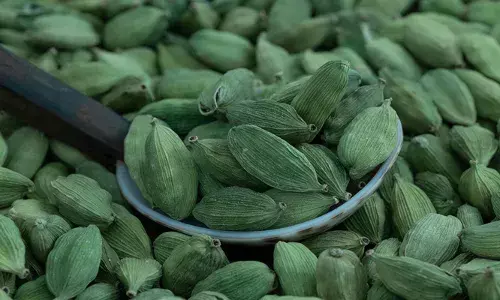 ഉത്പാദനം മെച്ചപ്പെട്ടു; ഏലം വിലയില് ഇടിവ് ഉത്പാദനം മെച്ചപ്പെട്ടു; ഏലം വിലയില് ഇടിവ്