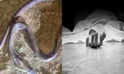 മലപ്പുറത്ത് ദാരുണ സംഭവം; വീട്ടുമുറ്റത്ത് നിന്ന് കളിച്ചു കൊണ്ടിരുന്ന കുട്ടി പാമ്പ് കടിയേറ്റ് മരിച്ചു; കടിച്ചത് ഉഗ്ര വിഷമുള്ള മൂർഖൻ; വേദനയായി കുഞ്ഞ് അർജുൻന്റെ വിയോഗം മലപ്പുറത്ത് ദാരുണ സംഭവം; വീട്ടുമുറ്റത്ത് നിന്ന് കളിച്ചു കൊണ്ടിരുന്ന കുട്ടി പാമ്പ് കടിയേറ്റ് മരിച്ചു; കടിച്ചത് ഉഗ്ര വിഷമുള്ള മൂർഖൻ; വേദനയായി കുഞ്ഞ് അർജുൻന്റെ വിയോഗം