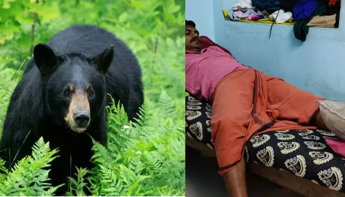 കാട്ടാനയെ തുരത്തുന്നതിനിടെ ചെന്ന് പെട്ടത് കരടിയുടെ മുന്നിൽ; ഭയന്ന് രക്ഷപ്പെടാൻ ശ്രമിക്കുന്നതിനിടെ വനംവകുപ്പ് ജീവനക്കാർക്ക് പരിക്ക്; ഒഴിവായത് വൻ അപകടം