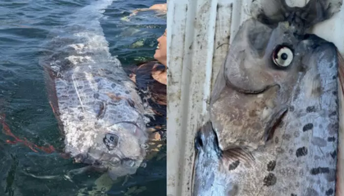 മനസ്സിൽ ശാന്തതയുമായി ജീവിക്കുന്ന ജപ്പാൻകാരുടെ പേടിസ്വപ്നം; വർഷങ്ങൾക്കിപ്പുറം പെൻഗ്വിനിൽ കണ്ടത് അപൂർവ്വ ഇനത്തിൽ പെട്ട ആ മത്സ്യത്തെ; ലോകത്തെ നടുക്കി വീണ്ടും സുനാമി മുന്നറിയിപ്പോ?