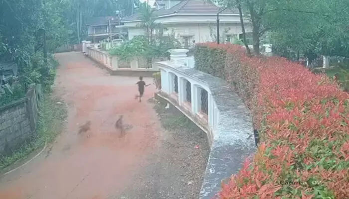 നിലവിളിച്ച് കൊണ്ട് ഓടുന്ന കുട്ടികൾ; പിന്നാലെ കടിക്കാൻ ഓടിക്കുന്ന പട്ടികൾ; ബഹളം കേട്ട് നാട്ടുകാർ ഓടിയെത്തി; രക്ഷപെട്ടത് ജസ്റ്റ് മിസ്സിന്