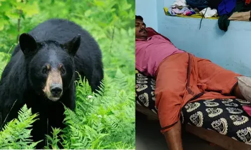 കാട്ടാനയെ തുരത്തുന്നതിനിടെ ചെന്ന് പെട്ടത് കരടിയുടെ മുന്നിൽ; ഭയന്ന് രക്ഷപ്പെടാൻ ശ്രമിക്കുന്നതിനിടെ വനംവകുപ്പ് ജീവനക്കാർക്ക് പരിക്ക്; ഒഴിവായത് വൻ അപകടം