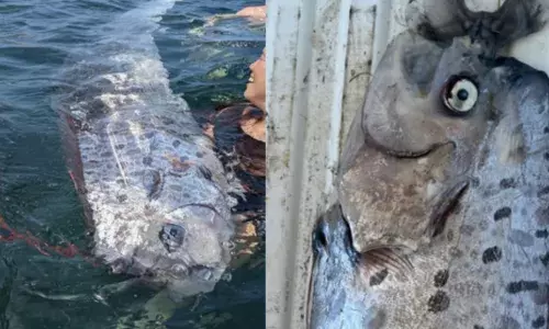 മനസ്സിൽ ശാന്തതയുമായി ജീവിക്കുന്ന ജപ്പാൻകാരുടെ പേടിസ്വപ്നം; വർഷങ്ങൾക്കിപ്പുറം പെൻഗ്വിനിൽ കണ്ടത് അപൂർവ്വ ഇനത്തിൽ പെട്ട ആ മത്സ്യത്തെ; ലോകത്തെ നടുക്കി വീണ്ടും സുനാമി മുന്നറിയിപ്പോ?