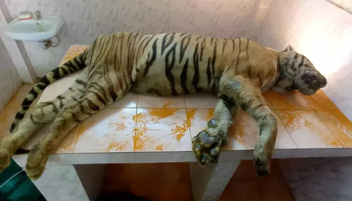 തൃശൂർ മൃഗശാലയിലെ കടുവ ചത്തു; ഹൃഷിരാജിനെ കൂട്ടിൽ ചത്തനിലയിൽ കണ്ടെത്തിയത് പ്രത്യേക പരിചരണം നൽകി വരുന്നതിനിടെ