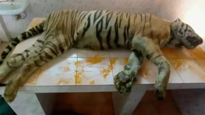 തൃശൂര് മൃഗശാലയില് കടുവയെ കൂട്ടില് ചത്ത നിലയില് കണ്ടെത്തി; മരിച്ചത് ഹൃഷിരാജ് എന്ന ആണ് കടുവ തൃശൂര് മൃഗശാലയില് കടുവയെ കൂട്ടില് ചത്ത നിലയില് കണ്ടെത്തി; മരിച്ചത് ഹൃഷിരാജ് എന്ന ആണ് കടുവ